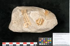 Foto (Objekt + Etikett) von Credneria denticulata Zenk. (NHMW-GEO-2024-0188-10599)